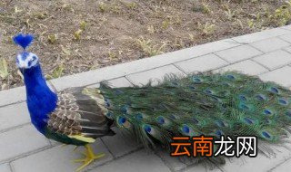 家里放孔雀毛什么意思 家里摆放孔雀羽毛有什么意思