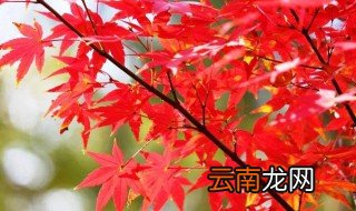 红枫叶,放在家里好吗 红枫放家里是什么意思