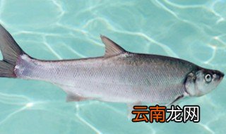 兴凯湖大白鱼怎么做好吃 兴凯湖大白鱼如何做好吃