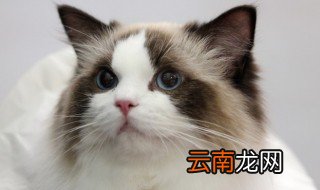 家里养猫怎么除蟑螂 家里有猫怎么除蟑螂