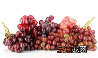 葡萄种植方法有哪些 葡萄种植方法