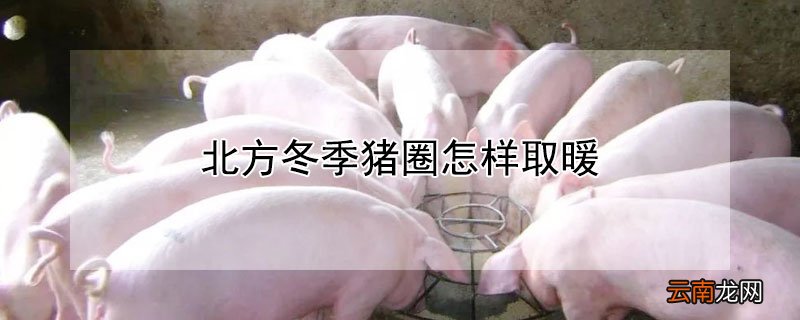 北方冬季猪圈怎样取暖