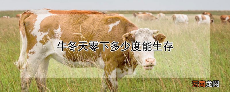 牛冬天零下多少度能生存