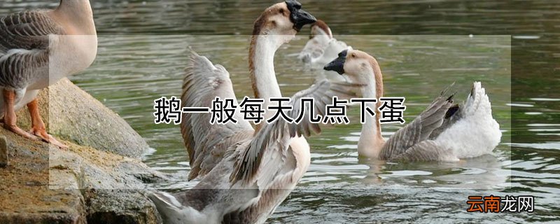 鹅一般每天几点下蛋