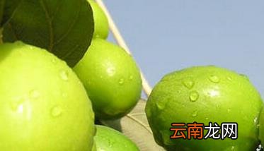 青枣的营养价值与功效 青枣的功效与作用有哪些