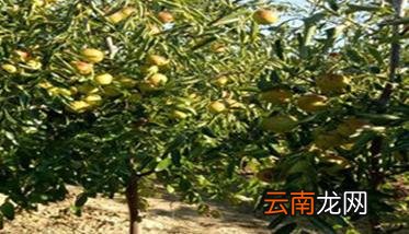 枣树自然纺锤形的主要特点 概括一下枣树的特点