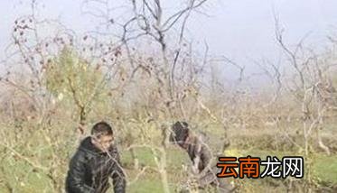 枣树冻害预防和补救方法 枣树受冻害怎么办