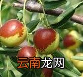 枣树冻害预防和补救方法 枣树受冻害怎么办
