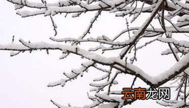 枣树冻害预防和补救方法 枣树受冻害怎么办