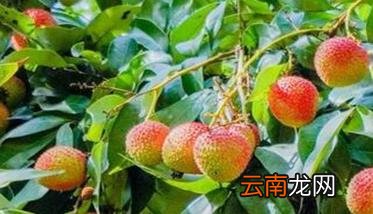 荔枝采摘后怎么管理才最好 荔枝采摘时间与采收方法简介