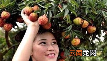 荔枝采摘后怎么管理才最好 荔枝采摘时间与采收方法简介