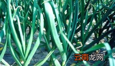 种植大蒜应注意的问题 大蒜种植常见问题