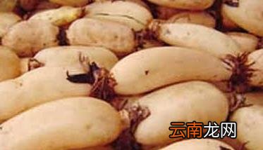 莲藕栽培新技术 莲藕高效栽培技术