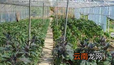 大棚蔬菜种植利润分析 大棚种植蔬菜利润怎么样