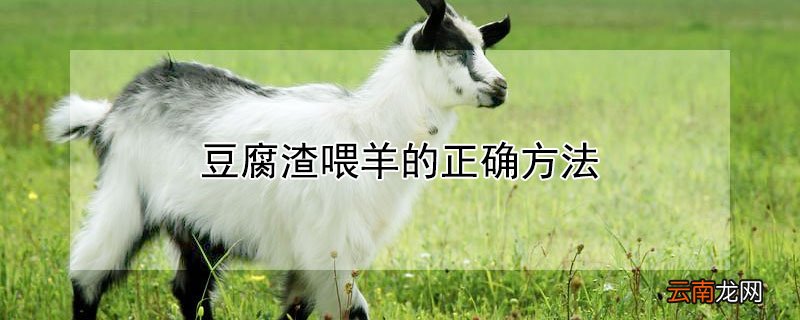 豆腐渣喂羊的正确方法