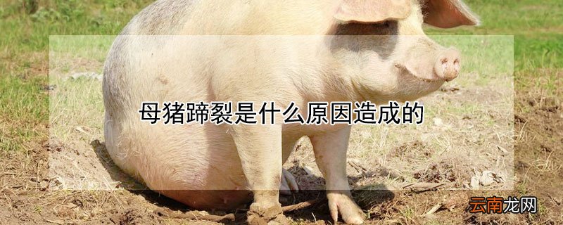 母猪蹄裂是什么原因造成的