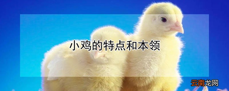 小鸡的特点和本领