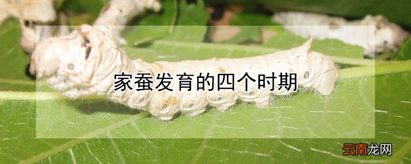 家蚕发育的四个时期