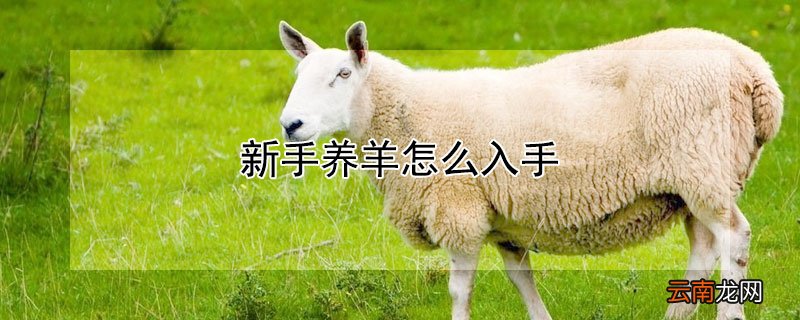 新手养羊怎么入手