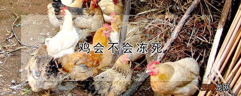 鸡会不会冻死