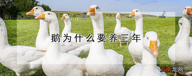 鹅为什么要养三年