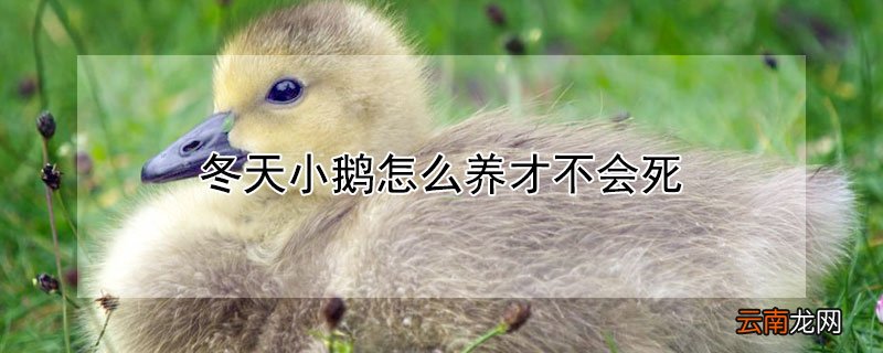 冬天小鹅怎么养才不会死