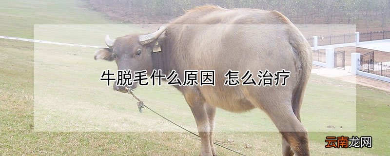 牛脱毛什么原因 怎么治疗