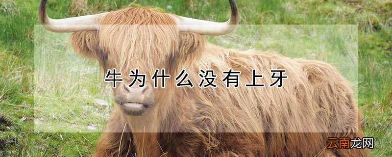 牛为什么没有上牙