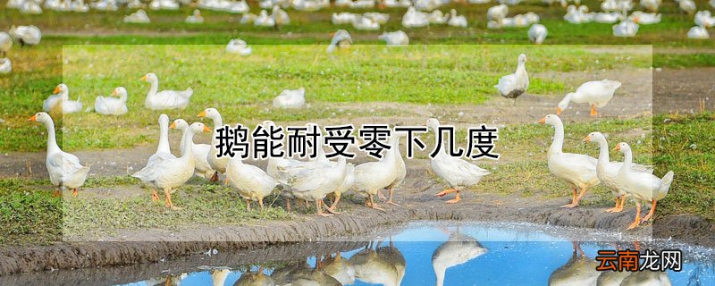 鹅能耐受零下几度