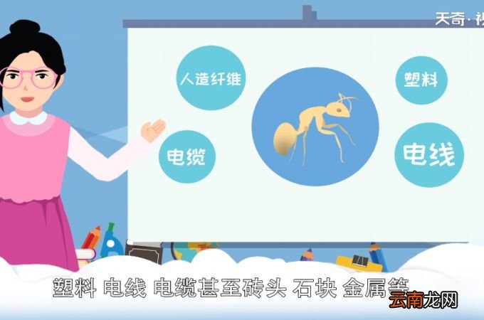 白蚁吃什么
