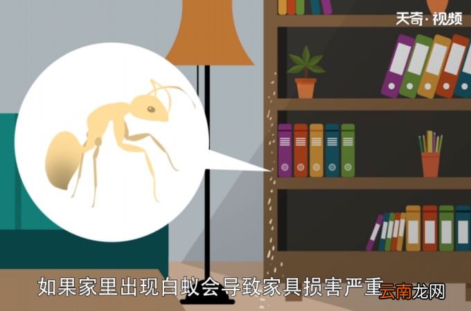 白蚁吃什么