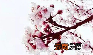 手机拍花技巧 拍摄花卉技巧