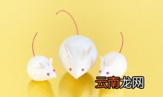 家里发现老鼠屎怎么办 家里面发现老鼠屎