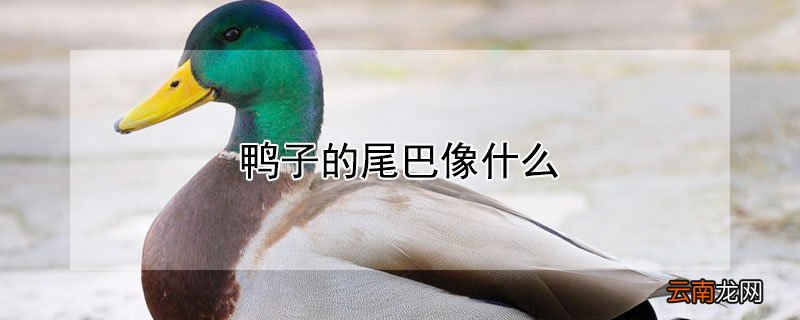 鸭子的尾巴像什么