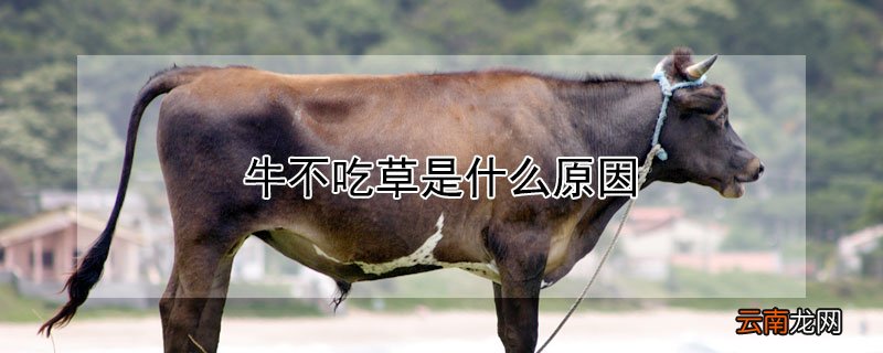 牛不吃草是什么原因
