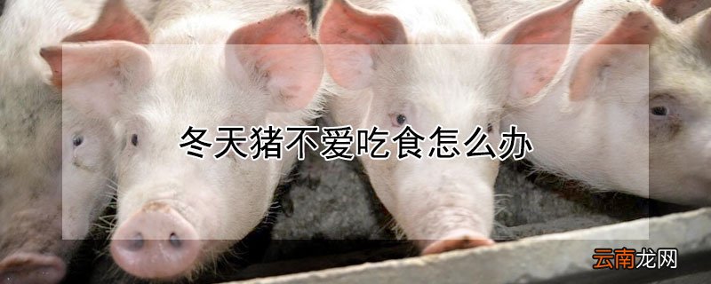 冬天猪不爱吃食怎么办