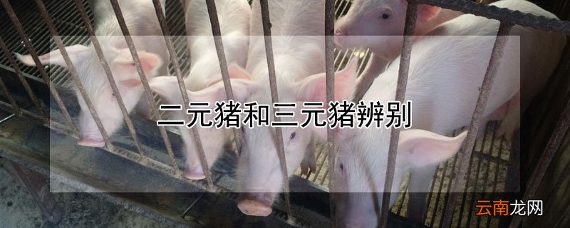 二元猪和三元猪辨别