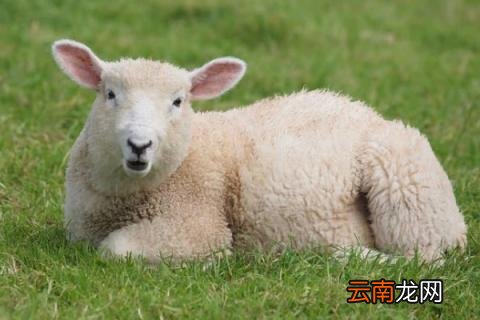 小羊脚印像什么花