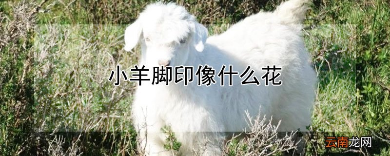 小羊脚印像什么花