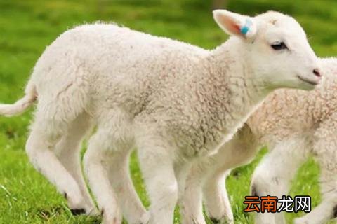 小羊脚印像什么花