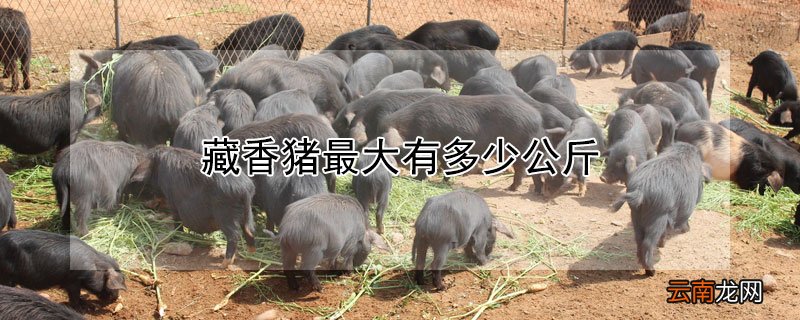 藏香猪最大有多少公斤