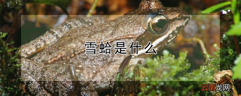 雪蛤是什么