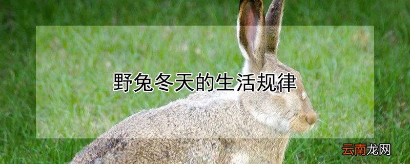 野兔冬天的生活规律