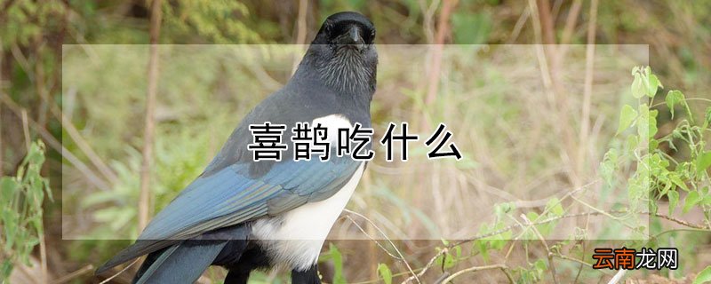 喜鹊吃什么