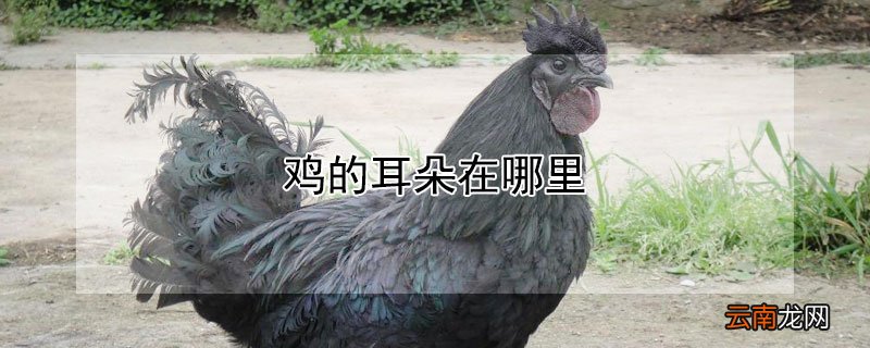 鸡的耳朵在哪里