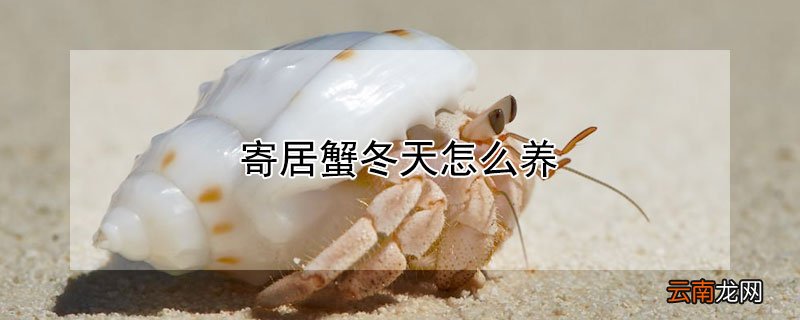 寄居蟹冬天怎么养