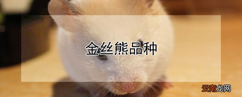 金丝熊品种