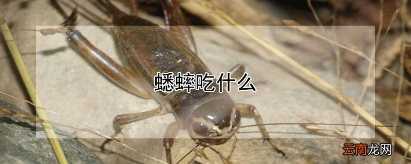 蟋蟀吃什么