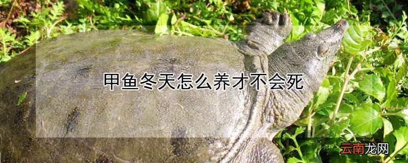 甲鱼冬天怎么养才不会死