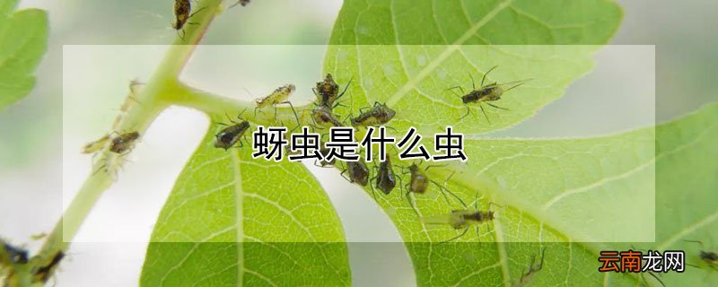 蚜虫是什么虫